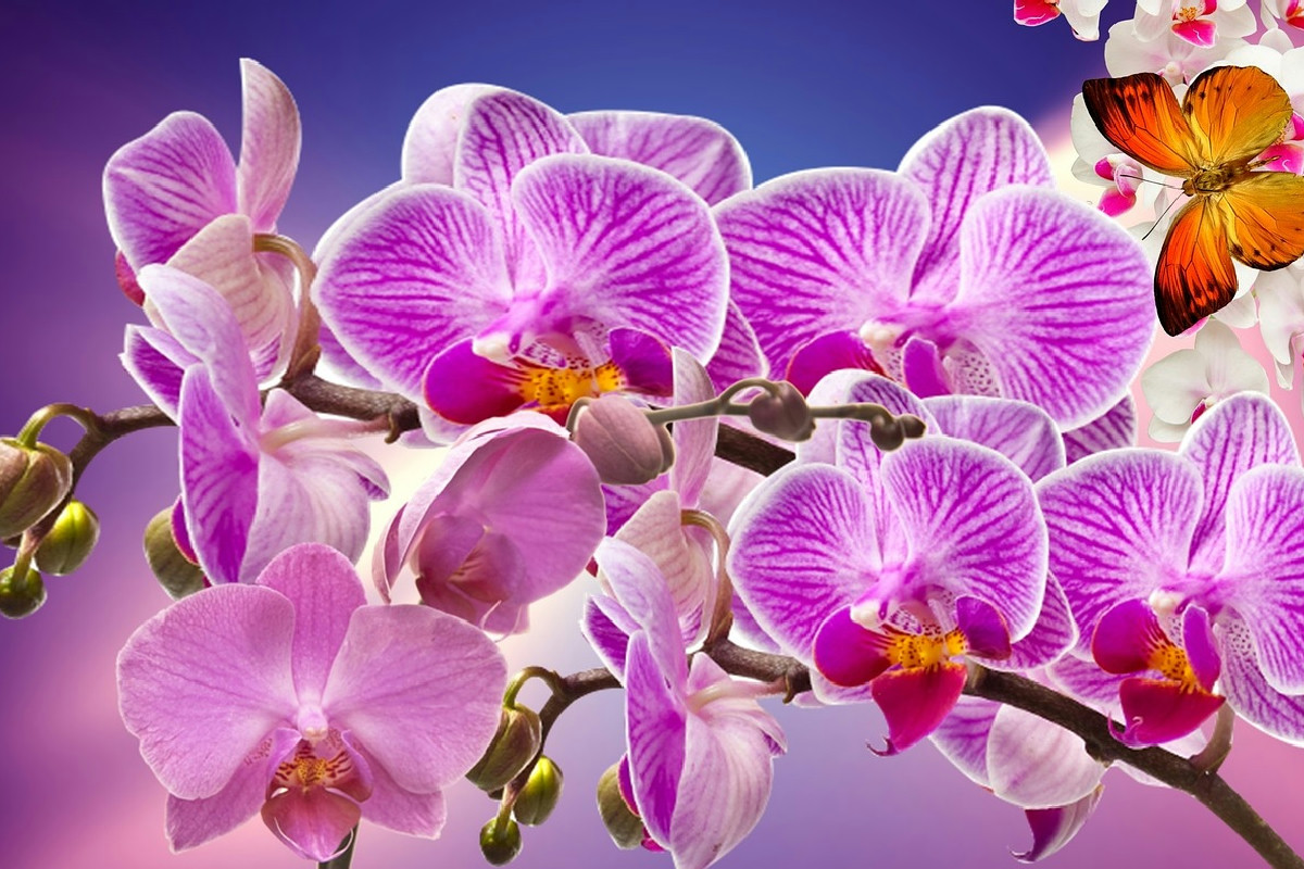 Se vuoi orchidee sempre rigogliose, evita errori: il modo giusto per annaffiarle e farle durare